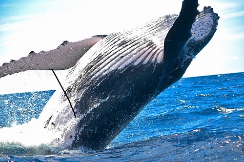 美しい 鯨歯 クジラの歯 牙 マッコウクジラ 標本 379g www.m